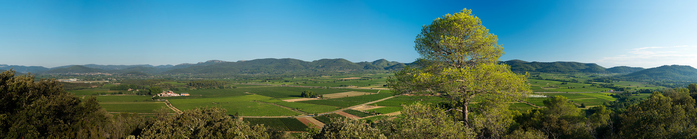 Banner - Panorama of vines