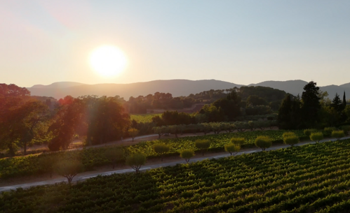 Vin Château de l'Aumérade Cru Classé
